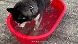 猫：还好哥们呢，脚丫子都不让咬