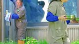 “美丽中国行之探访国家公园”：沉浸式体验大熊猫喝盆盆奶