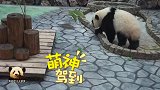 萌力全开的熊猫宝宝追着奶妈求抱抱，可惜没如愿，委屈巴巴好可爱