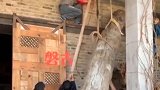 为了造景立起一根木头，完全靠的是师傅们的力气，回到原始社会