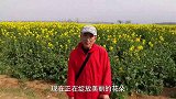 油菜花间蝴蝶舞，宝鸡陵辉村美得不像话，空中俯瞰好美