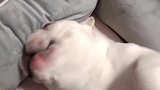 终于上床的斗牛犬，太高兴了