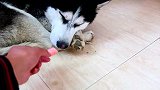 萌宠 狗子睡觉的时候拿香肠引诱它，结果很失望！[高清版]