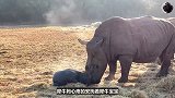 犀牛怀孕16个月终于生产了，小犀牛刚出生就要学走路，太不容易了