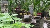 有楼顶才能体会的快乐，天然无污染的菜园