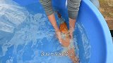 宠物鱼如何人工繁殖？主人抱起来就挤，鱼卵瞬间“倾泻”而出！