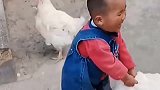 萌娃第一次到农村，连恶霸鸡都敢抓，真是太搞笑了