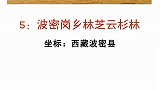 中国最美的森林都在这啦有生之年一定要去看看森林