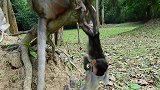 两个猴宝宝打架了，它们的妈妈都不管一下