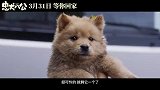 电影《忠犬八公》定档3月31日 再现狗狗感动全球数亿人的故事