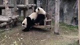 大熊猫：你给我下去，这是我的地儿！