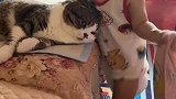 这猫咪也权衡再三，这小主人不能惹，惹不起