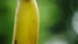 要说香蕉还得看麻涌香蕉，鲜甜绵软的口感，让人吃上瘾丨寻味东莞