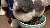 今天最爱的猫粮到了 都不用手喂自己就吃了一碗 胖是有原因的！