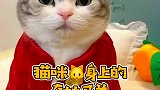 狸花猫身上有很多奇妙的开关, 你知道吗