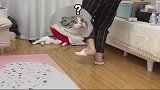 主人倒个水也被羞辱一番，这猫咪真会模仿！