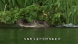 水獭为争夺地盘，约在河面打群架，场面简直太激烈了！