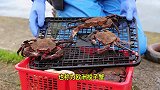 苏格兰渔民捕捞欧洲梭子蟹天鹅绒蟹，烤熟用铁钳钢刀扒肉下饭！