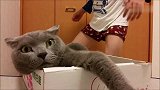 如果猫咪遇到一位二货主人会怎样猫：太不让喵省心了