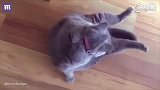 研究发现猫比25年前胖了 主子仰卧起坐已提上日程