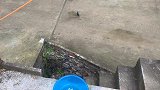 会说话的乌鸦，模仿的惟妙惟肖
