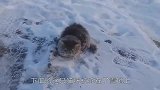 东北零下26度，小狗被人遗弃前腿“冻折”了，太可怜了