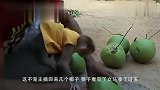 猴子闯祸,不满主人教训自己和主人顶起嘴来,主人还吵不过猴子！