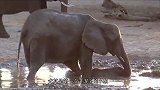 小象第一次洗泥浴，结果死活不肯离开，下一秒母象的反应太真实