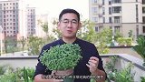 园艺师教你薄荷怎么养，这可能是关于薄荷，最全面的教程了