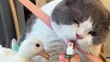 小猫咪和小鸭子是好朋友