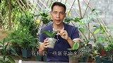 用蝴蝶兰花杆繁殖叶芽，这个方法最简单有效！