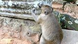 小猴子无忧无虑的傻猴子