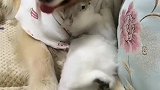 我还会要它吗，没毛病