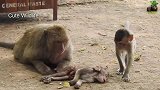 猴妈恐吓小猴，害怕小猴伤害丹尼拉，但丹尼拉已经去世了！