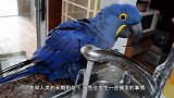 鹦鹉模仿主人手机铃声，节奏感都一样，网友：这简直是恶梦！