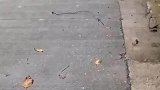 一个野猪想碰我瓷，还好有人拍到了