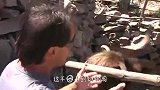 女子调戏山羊，结果山羊被惹怒，下一秒女子跑也晚了