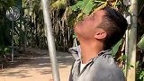 海南搞笑：椰子的故事，俩二货小伙拿杆子摘椰子！
