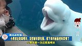 小男孩近距离喂羊，突然被羊群包围，接下来的画面爸妈笑喷