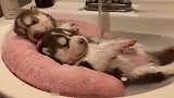 刚出生1个月的哈士奇宝宝躺洗手缸里洗澡，表情太萌了！