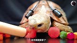 小乌龟挑战各式水果，好吃到根本停不下来！