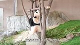 熊猫上树表演绝技，把隔壁熊看傻了，可爱的国宝！