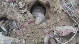 穿山甲真的能穿山吗？瞧瞧这只穿山甲是怎么挖的