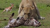 狮子攻击猎豹，来救黑斑羚，这是闹哪出？