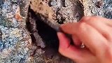 户外挖到一块奇石，运气真是太好了
