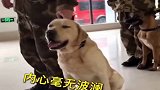 警犬得知自己要打针，吓得一动不动，简直太可爱了！