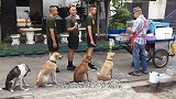 狗狗发现有人在跳街舞,上去露了一手,路人笑到停不下来