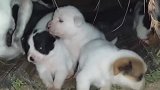 流浪狗生了一窝小可爱