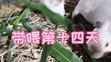 再过几天就可以出窝了