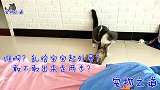 新来的小猫撩闲原住猫，撩完这只撩那只，还想跟主人比划，太逗了